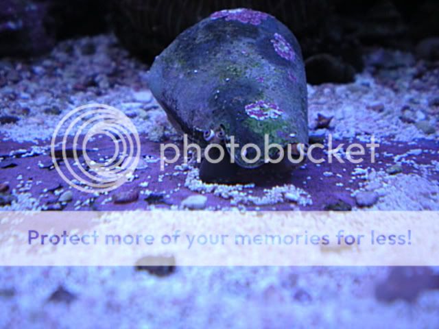 Posted Image