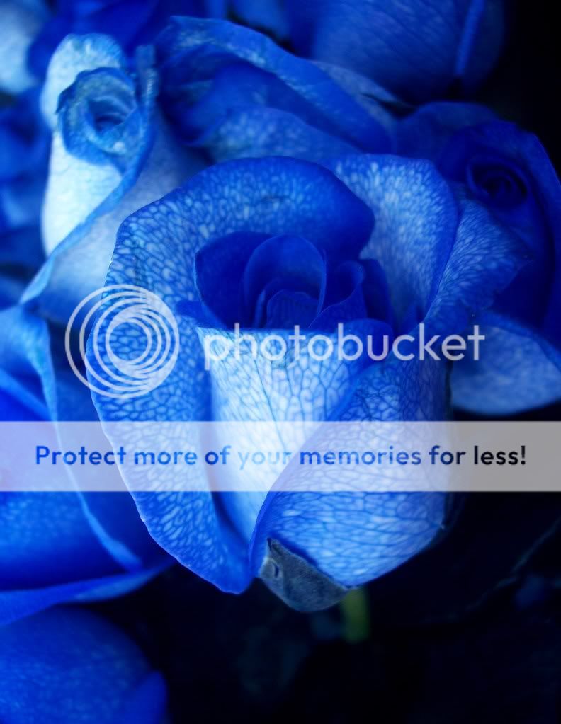 Roses photo: Blue roses blue_rose.jpg