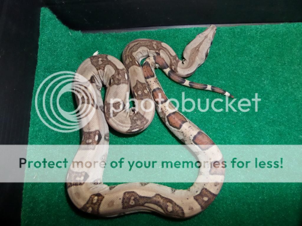 E Midlands 4 amazing high expression jungle boas 2014 Reptile Forums