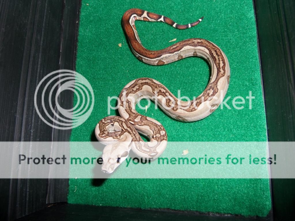 E Midlands 4 amazing high expression jungle boas 2014 Reptile Forums