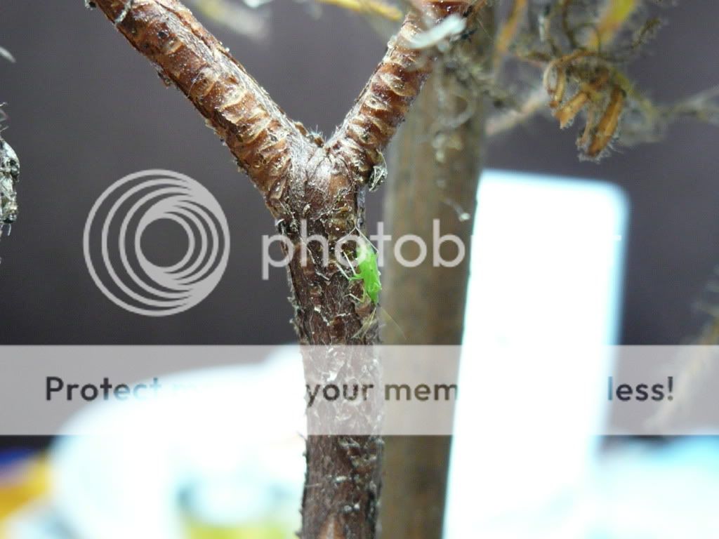 Posted Image