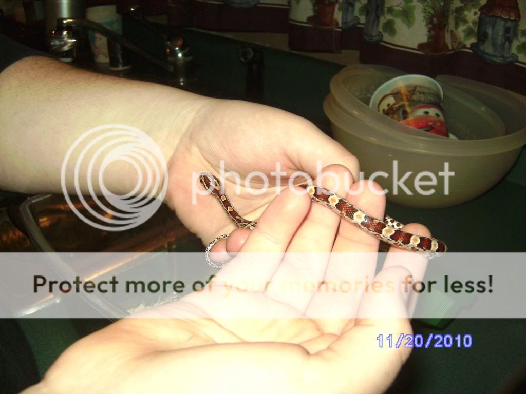SANY2786_zps3b1f8125.jpg
